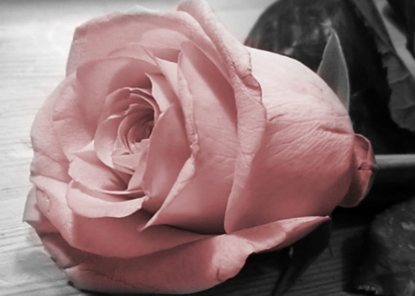 Rose alone, rose, pink, black, coulor HD wallpaper