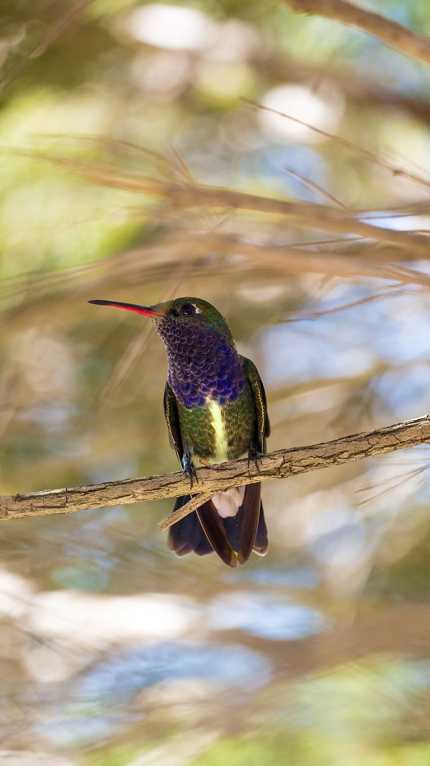 Small, cute, hummingbird, . Birds HD phone wallpaper