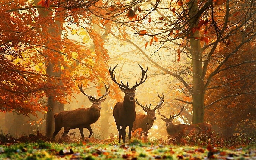 Nature Autumn Animals 1,600×1,000 Pixels. graphy Prints Art, Poster Wall Art, Animal Posters, Wildlife and Nature HD wallpaper