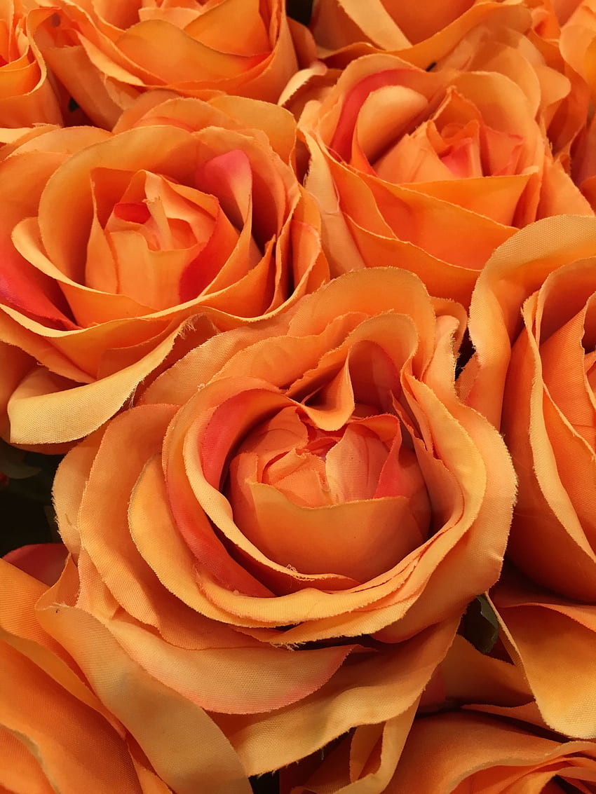 Orange Roses With Close Range grammetry 52714 花, オレンジ色の花 HD電話の壁紙