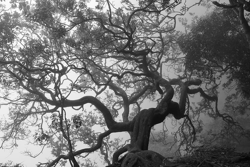 massive, fog, white, black, woods, nature, beauty, dark, tree HD wallpaper