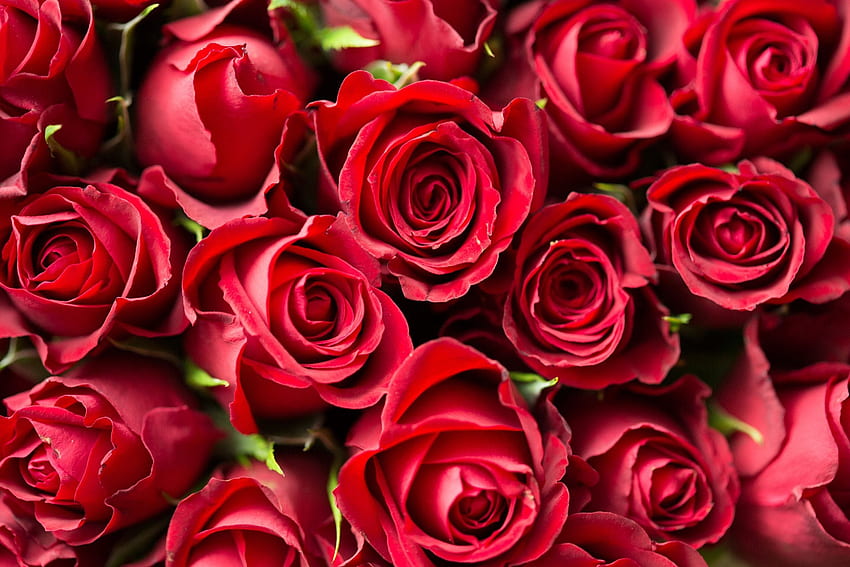 Red Roses HD wallpaper | Pxfuel