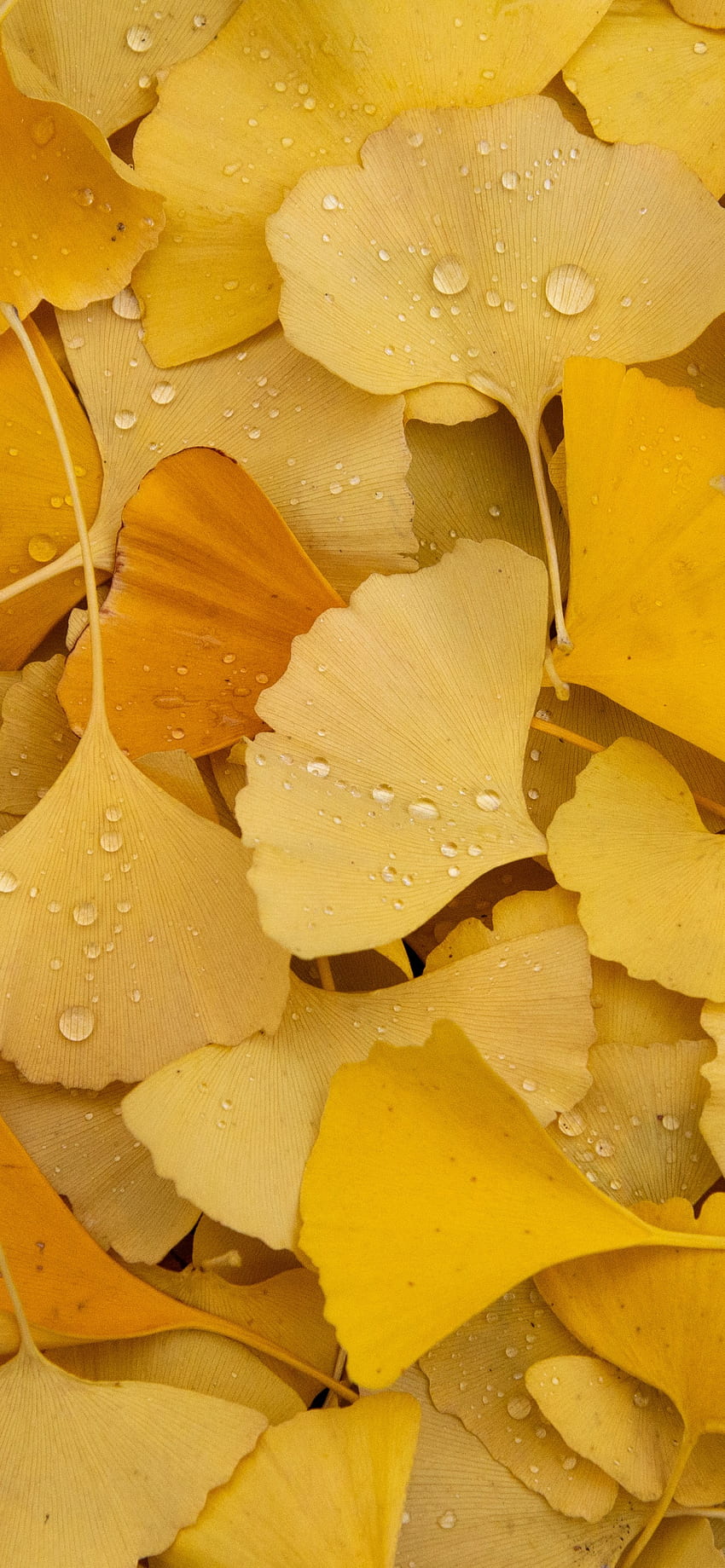 イチョウの葉、黄色の葉、秋、葉、露のしずく、自然、黄色の葉 HD電話の壁紙