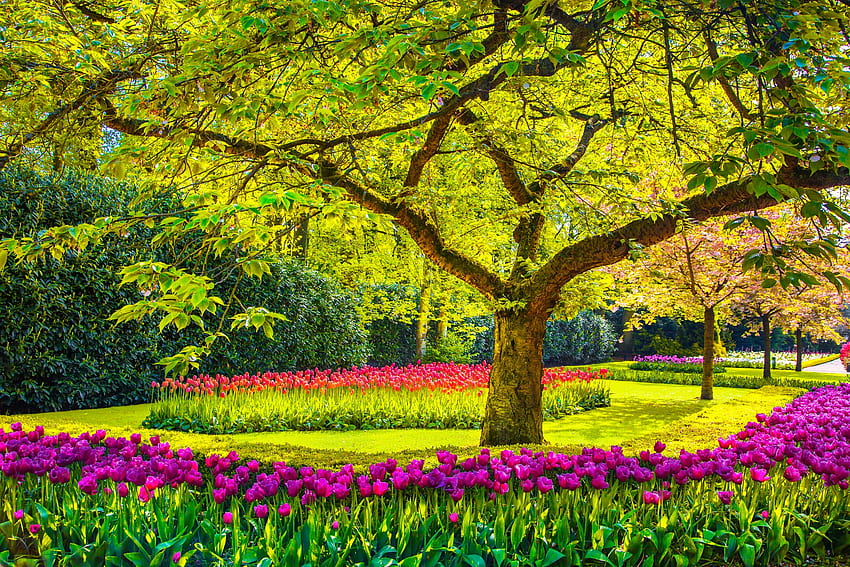 Keukenhof, Holandia, piękny, słoneczny, kolorowy, Keukenhof, wiosna, ogród, trawa, tulipany, alejki, park, świeżość, kwiaty, Holandia Tapeta HD