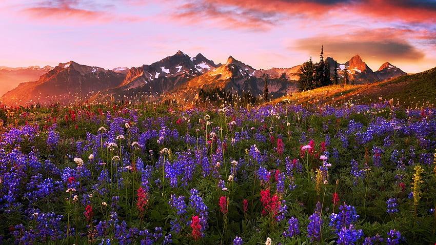 Тексаски диви цветя през пролетта, залез, цветове, дървета, облаци, небе, планини, САЩ HD тапет