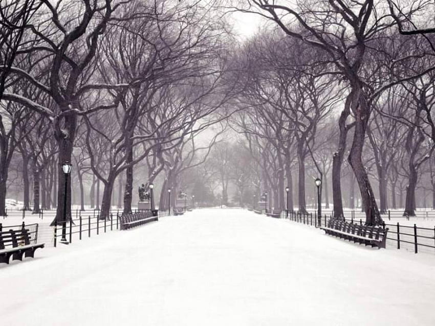 Winter in the Park, winter, in the park HD wallpaper