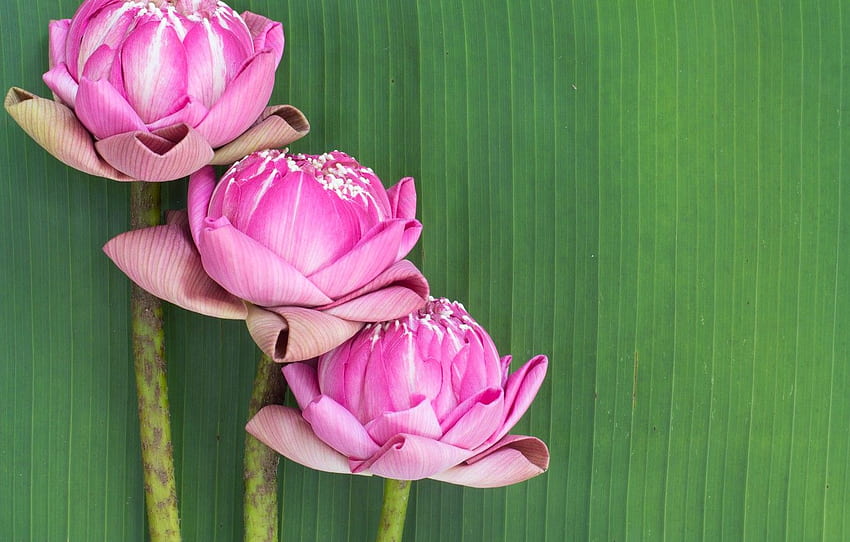 flowers, pink, Lotus, buds, pink, flowers, lotus HD wallpaper