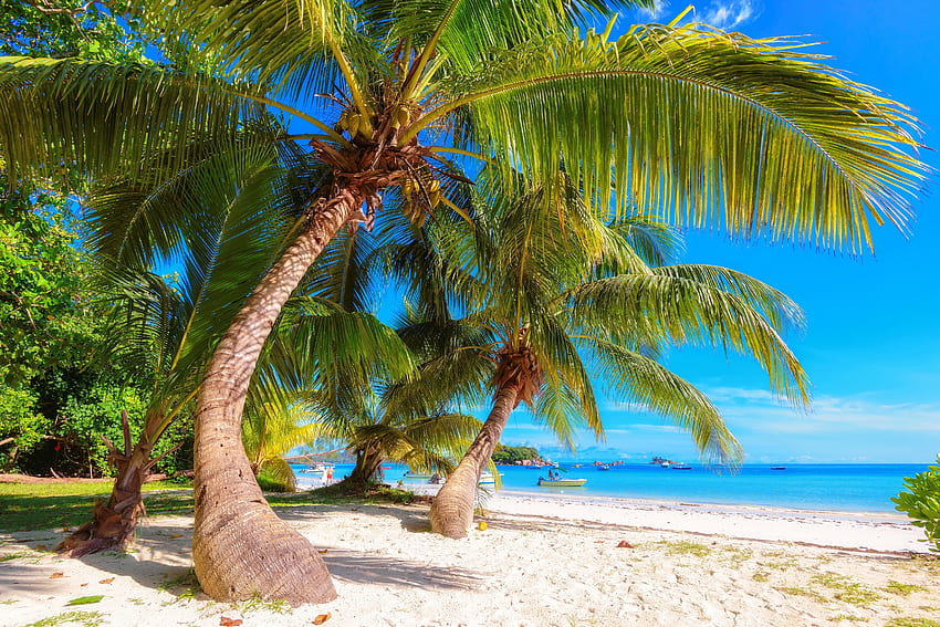 Пясъчен плаж и палми на Сейшелските острови, море, палми, Сейшелски острови, тропици, екзотика, рай, красив, плаж, ваканция, лято, почивка, пясъци, дървета, Индия, небе, океан HD тапет