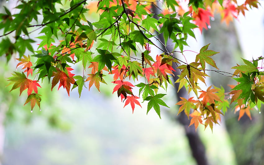 Кленов лист, листа, пролет, - кленов лист -, кленово листно дърво HD тапет