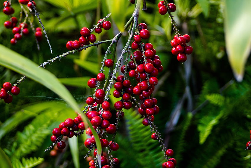 Food, Berries, Branch, Clusters, Bunches HD wallpaper
