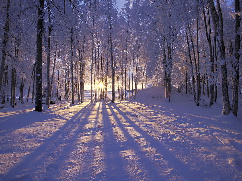 Nature, Trees, Sun, Forest, Morning, Shadows HD wallpaper