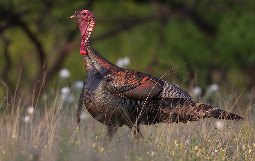 Top Longest Wild Turkey Subspecies Beards Big Turkey Hd Wallpaper Pxfuel