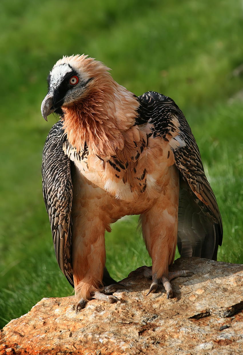 Bearded Vulture - Gypaetus. t HD phone wallpaper