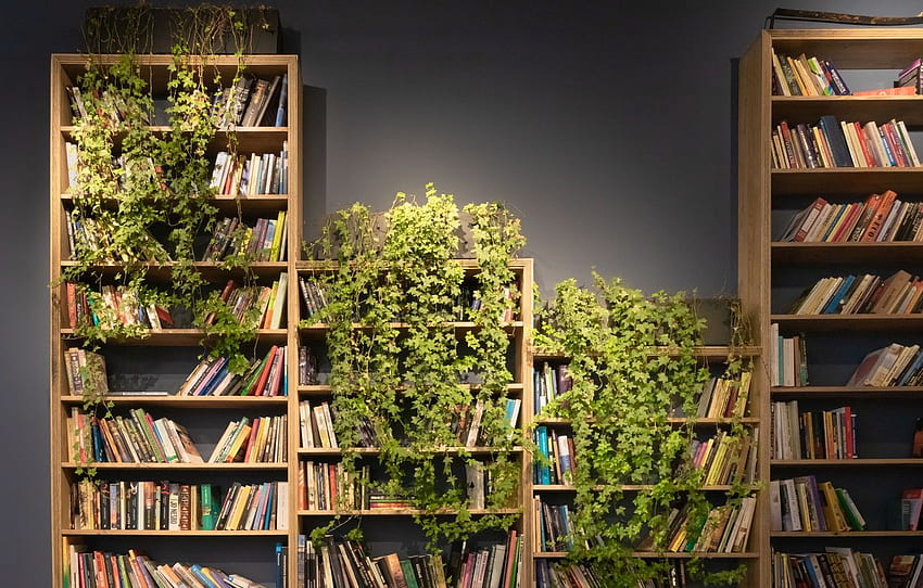 kitaplar, bitkiler, raf, kitaplar, raflar, için kitaplar, bölüm разное, Bookshelf HD duvar kağıdı