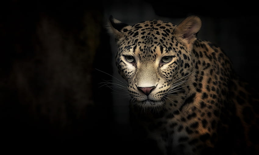 Leoparden Hohe Qualität, High Definition, 2000x1200 HD-Hintergrundbild