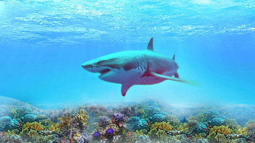 El Gran Tiburón Blanco 183 [] para tu, Móvil y Tablet. Explora el Gran Tiburón Blanco. Live Shark para PC, Genial, Shark Breaching fondo de pantalla