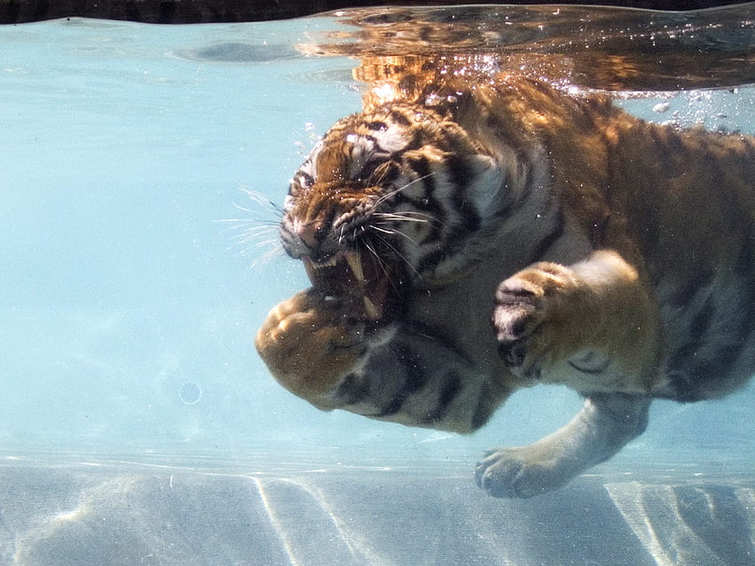 Tiger snacking underwater. Seriously aggressive tiger I too HD wallpaper
