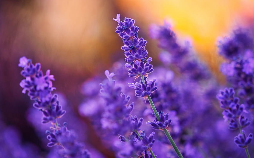 Lavender, field flowers, spring, sunset HD wallpaper | Pxfuel