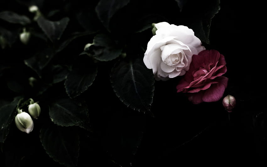 Rose noir et blanc, PC esthétique Rose noire Fond d'écran HD