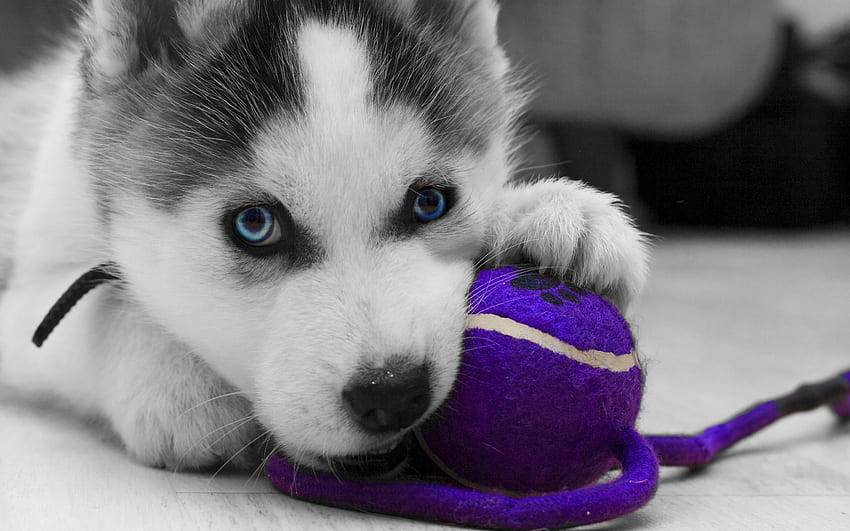 Cucciolo di husky, animale, bianco, nero, occhi azzurri, carino, viola, cucciolo, husky, palla, caine Sfondo HD