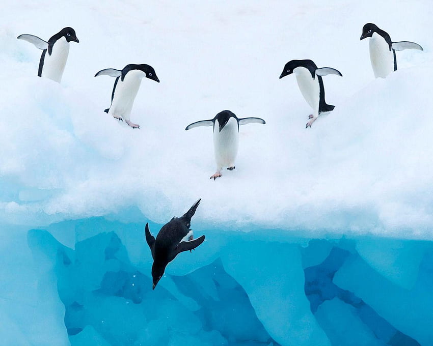 ジャンプするアデリー ペンギン、鳥、ペンギン、動物、雪、水、氷 高画質の壁紙
