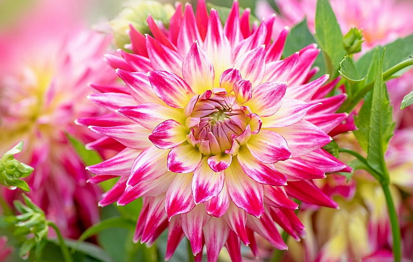Dahlia merah muda, dahlia, merah muda, musim panas, bunga, taman, indah Wallpaper HD