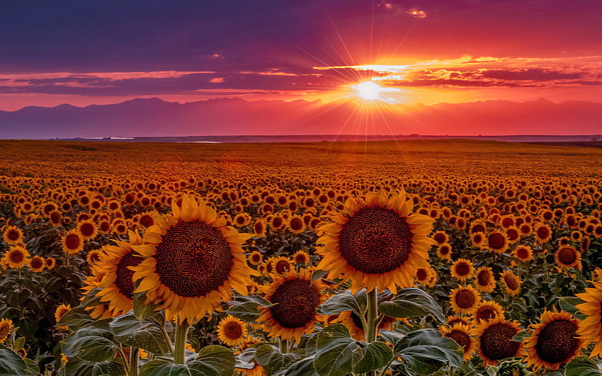Слънчогледово поле при залез, Америка, слънчогледи, поле, небе, красиво, огнено, Колорадо, равнина, лято, изток HD тапет