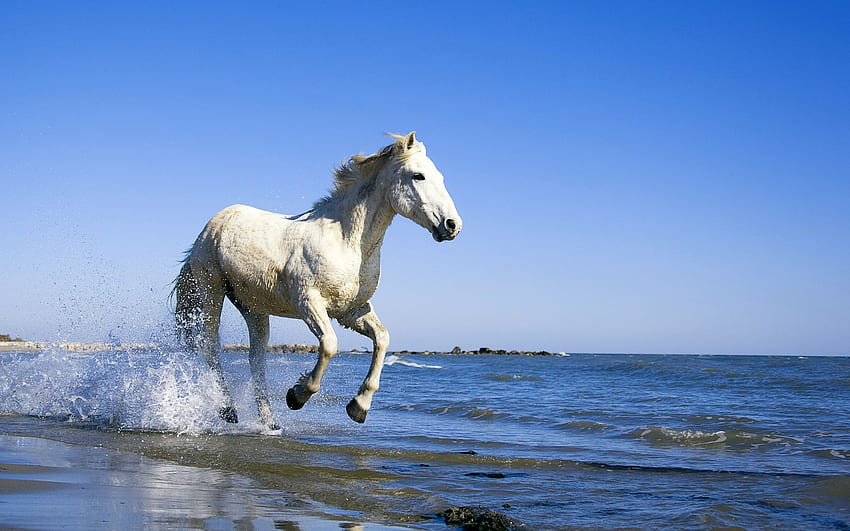 Бял кон Camargue White Horse Camargue, кон на плажа HD тапет