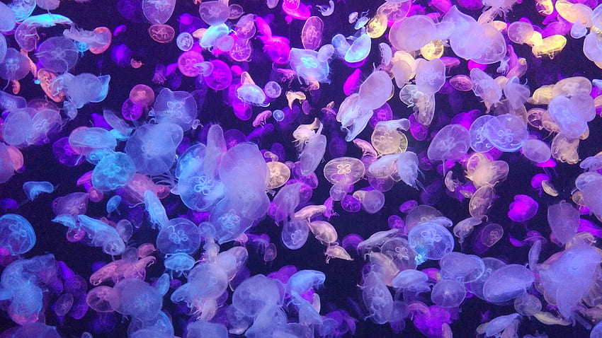 Coloré, méduses, sous l'eau Fond d'écran HD