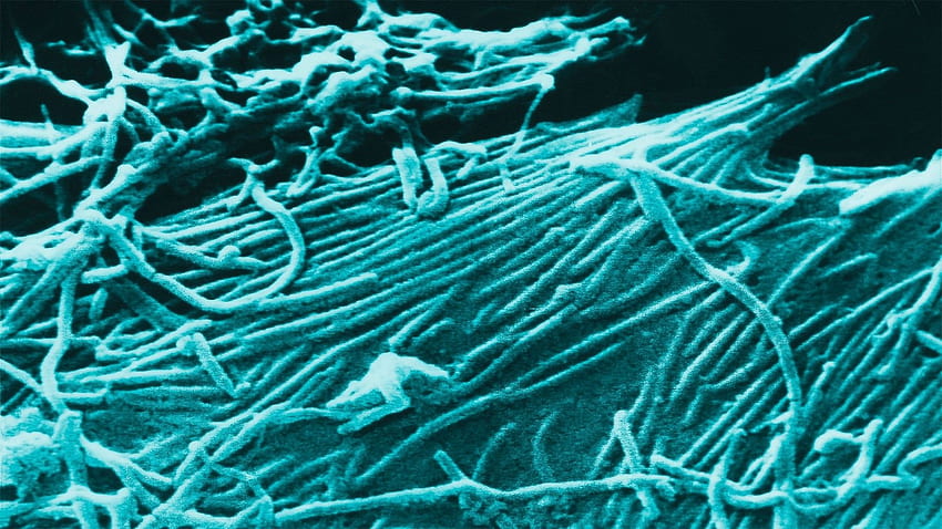 3D Ebola Virus Disease Medical Dark Horror Full, Medical Flower HD wallpaper