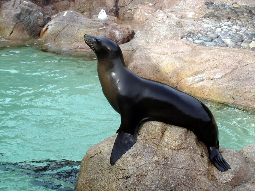 Top 77 Sea Lion - Animal Spot, Fur Seal HD wallpaper