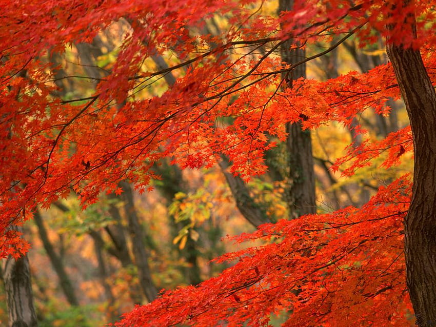 日本の秋、赤、木々、秋、自然、葉 高画質の壁紙