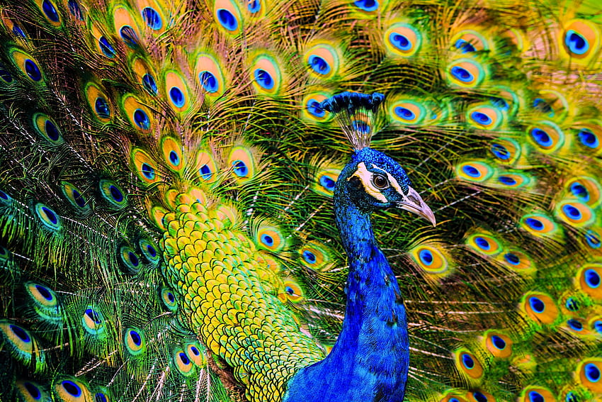 Peacock, blue, feather, paun, bird, green, pasare, beauty HD wallpaper |  Pxfuel