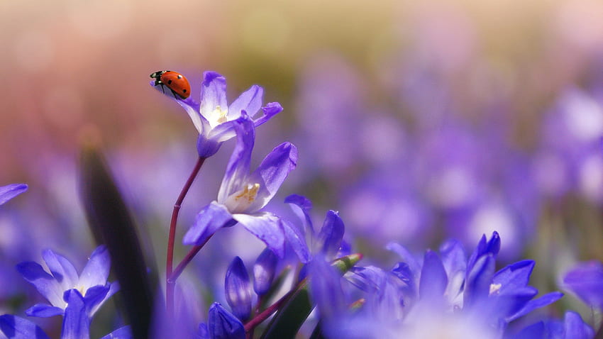 Ladybug on Purple Flower - iPhone, Android & Background, Neutral Floral HD wallpaper