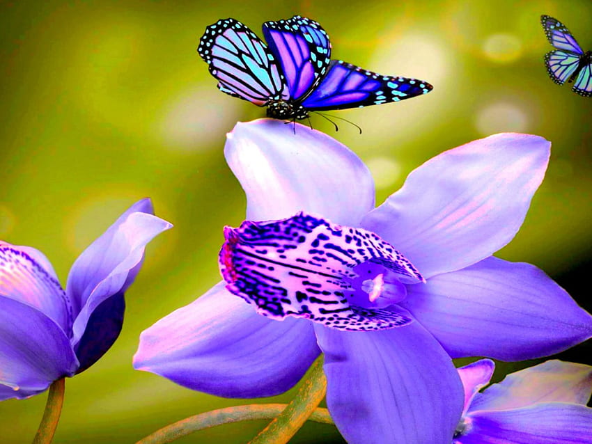ORCHID & BUTTERFLY, papillon, graphie, art, houblon, fleur, orchidée Fond d'écran HD