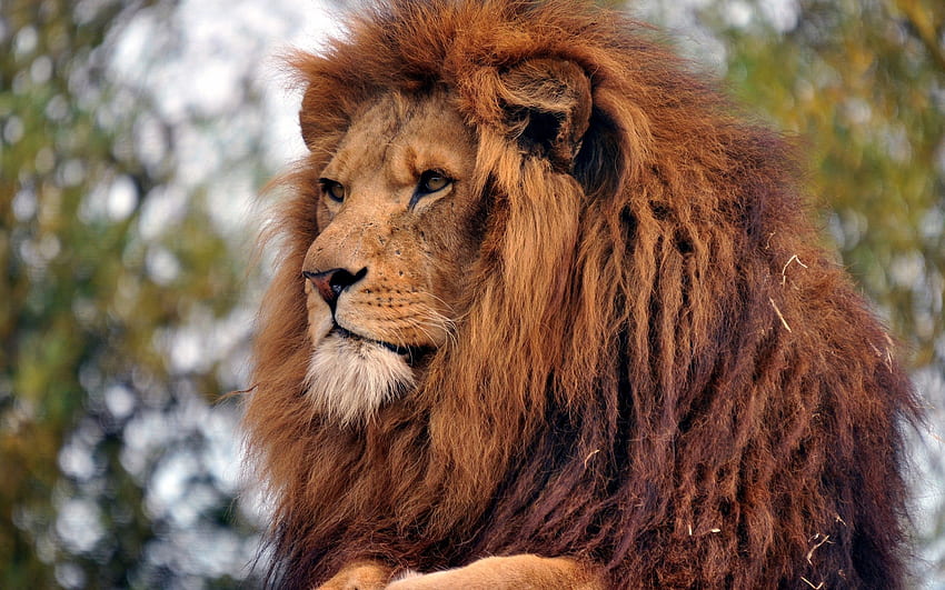 สัตว์ ปากกระบอกปืน สิงโต นักล่า แผงคอ วอลล์เปเปอร์ HD
