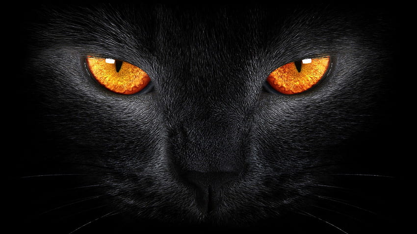 Очи на животно от черен ягуар HD тапет