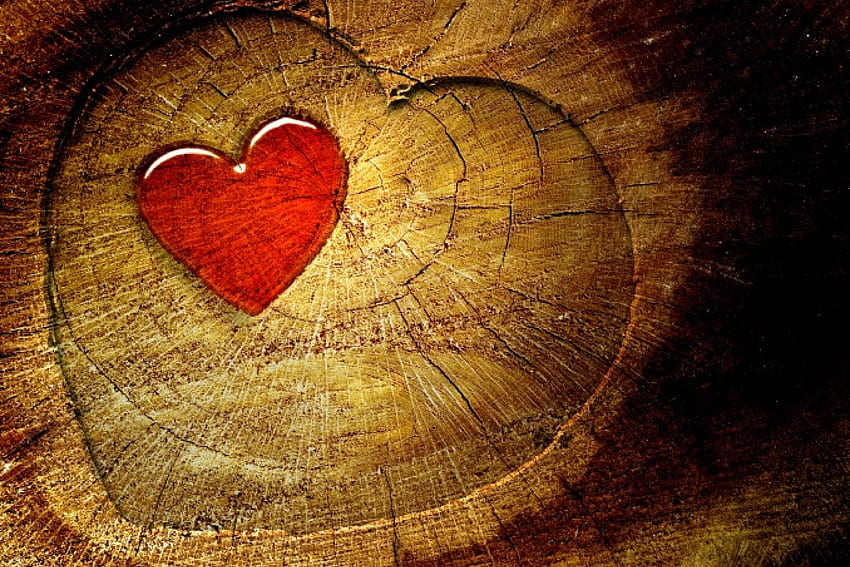 HAPPY VALENTINE's DAY, happ, stump, heart, tree, valentines day HD wallpaper