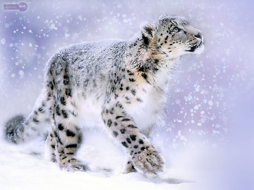 Snow Leopard, Cool Snow Leopard HD wallpaper