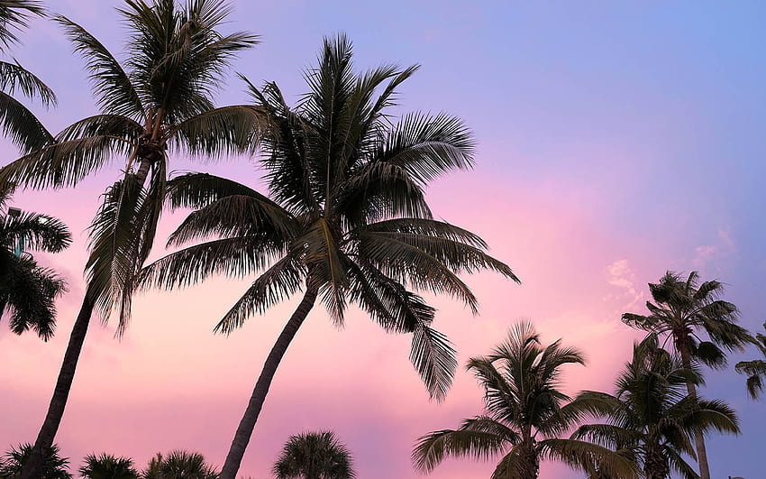 The Pink Palm Miami, Miami Pink HD wallpaper