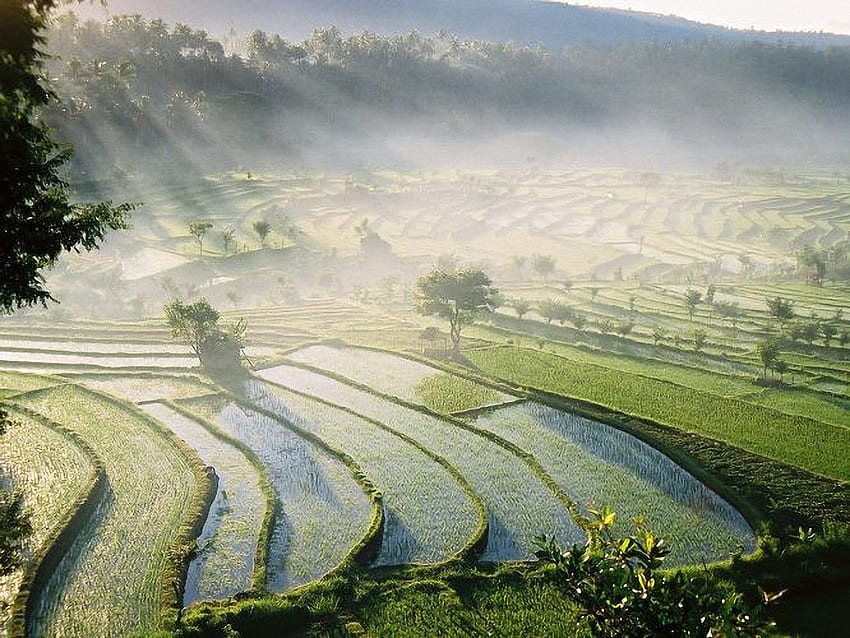 Bali Rice Fields . Bali Rice Fields stock, Paddy Field HD wallpaper