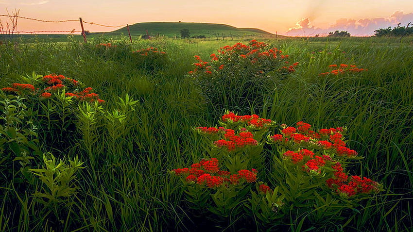 Flint Hills region, Kansas, sky, meadow, blossoms, landscape, usa, sunset HD wallpaper