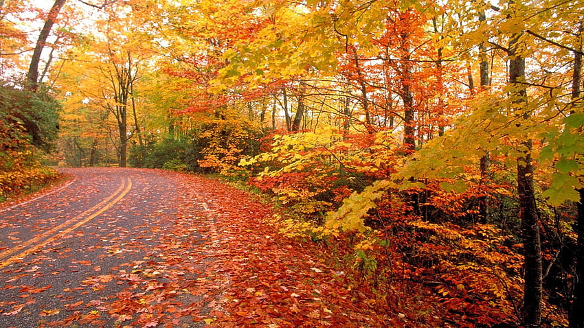 Nature Fall Road in Landscape HD wallpaper | Pxfuel