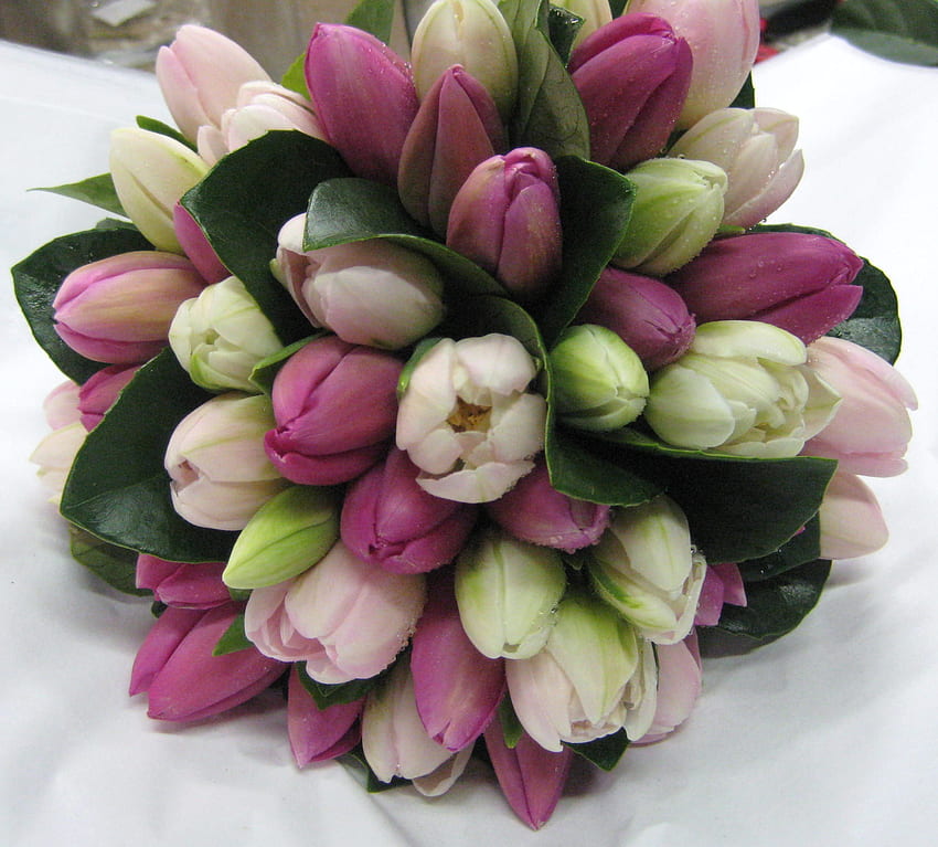 tulipanes, rosa, hermoso, flores fondo de pantalla