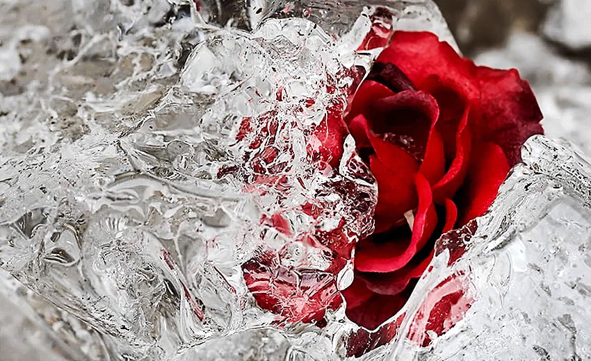 Frozen Rose, white, frozen, beautiful, nice, rose, abstract, flower, red, nature, ice HD wallpaper