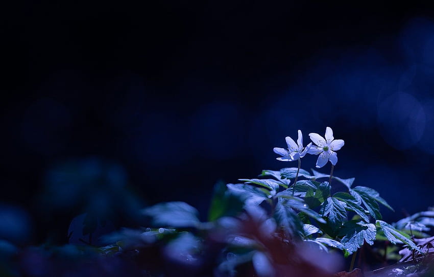 ใบไม้ แสง เบา ดอกไม้ เปลี่ยนเป็นสีน้ำเงิน พื้นหลังสีเข้ม บึง ฤดูใบไม้ผลิ ขาว ดอกไม้ ป่า โบเก้ ป่า ดอกไม้ทะเลสำหรับ หมวด цветы วอลล์เปเปอร์ HD