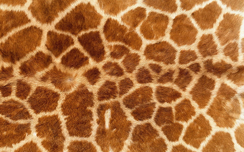 Tekstura i wzór skóry żyrafy. żyrafa, żyrafa, tekstura zwierząt Tapeta HD