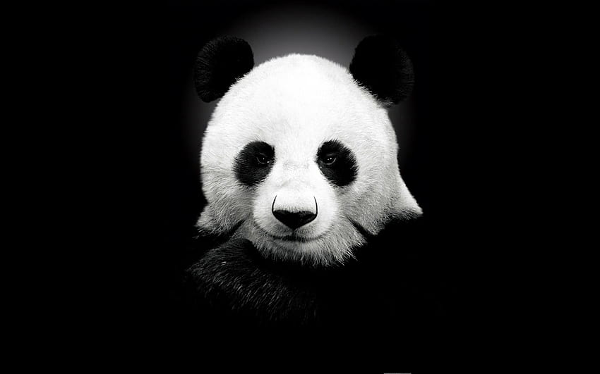 panda, viso, orso, ritratto Sfondo HD