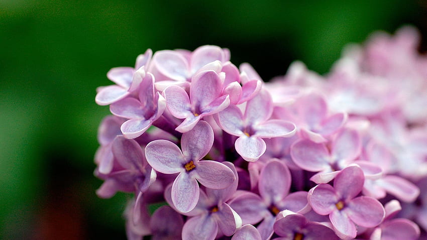 Light, flowers, background, cool, purple, flower, , blogger, Pink and Purple Flower HD wallpaper