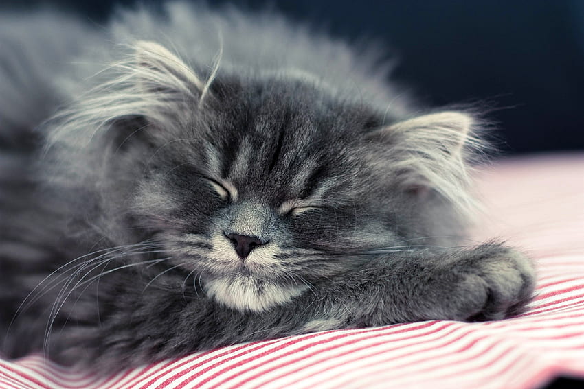 Animals, Cat, Fluffy, Muzzle, Sleep, Dream HD wallpaper